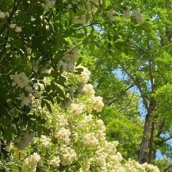 每日一善  每日一善   阳光信用 昨天的一切逐渐消失于光的指头和睡梦的眼中明日