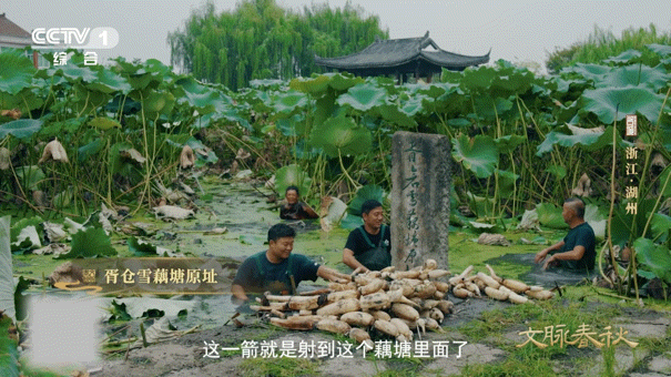 湖州的藕为什么有11个孔湖州人吃藕吃出新高度 别人的藕7孔9孔，湖州藕直接开挂到