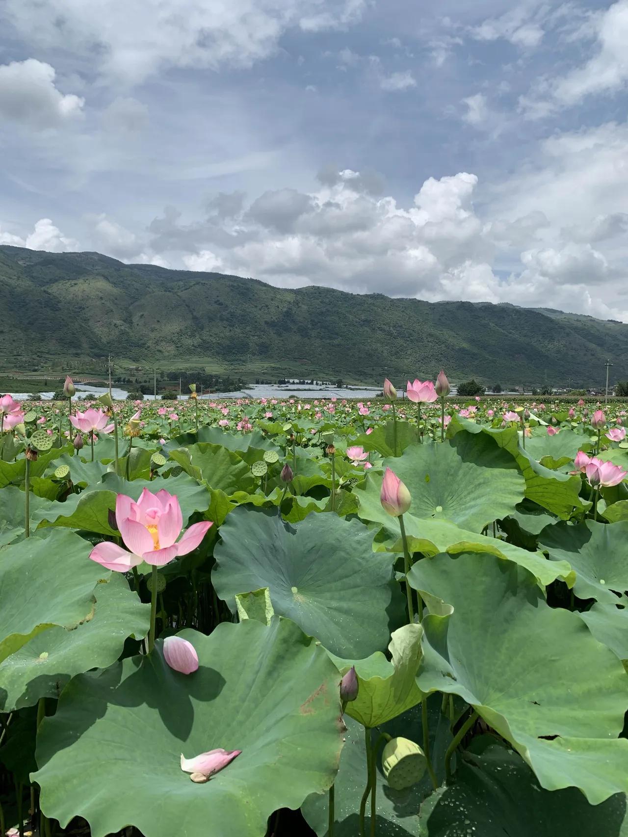 夏日生活打卡季