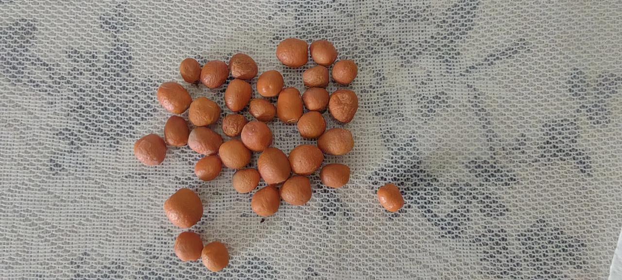 这是今年收获，这一颗已经养了两年了。准备这两天把它种下去，看看今年能出多少小苗！