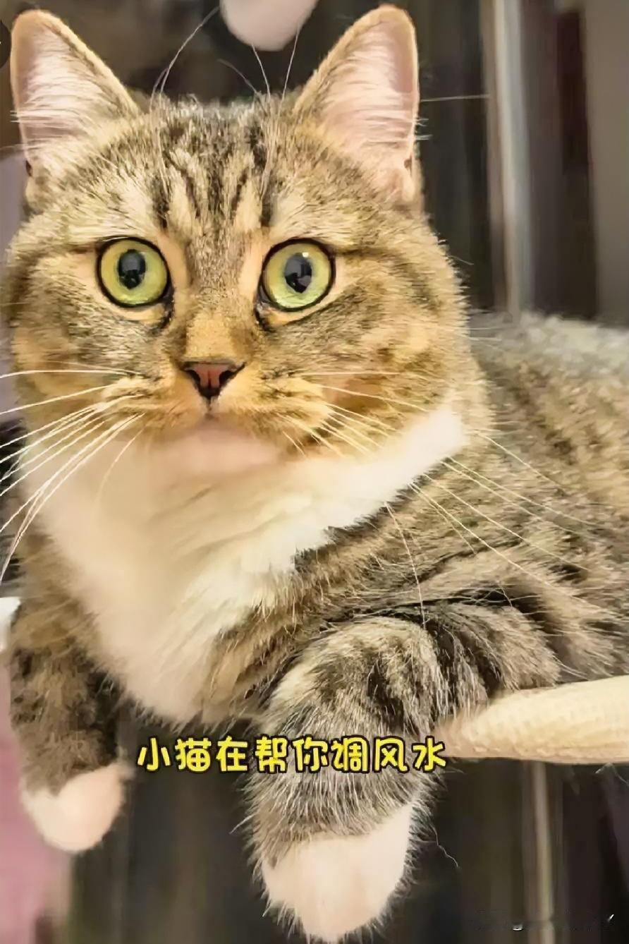 养了猫之后才明白，哪里是我在养猫，明明是小猫在悄悄“滋养”我的人生！

老辈人说