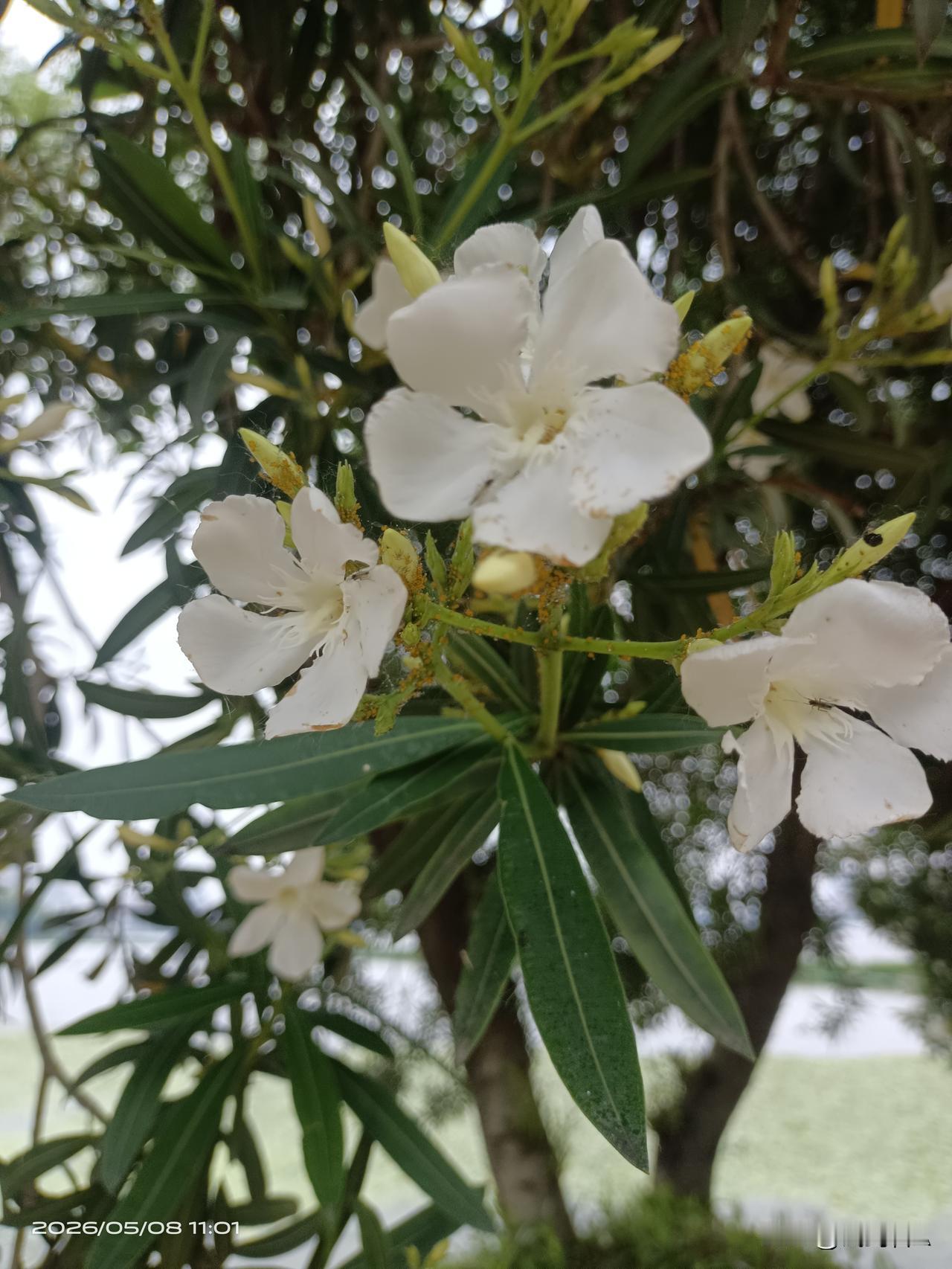 不知名的花，树干长在湖边，你知道叫什么名字吗？
