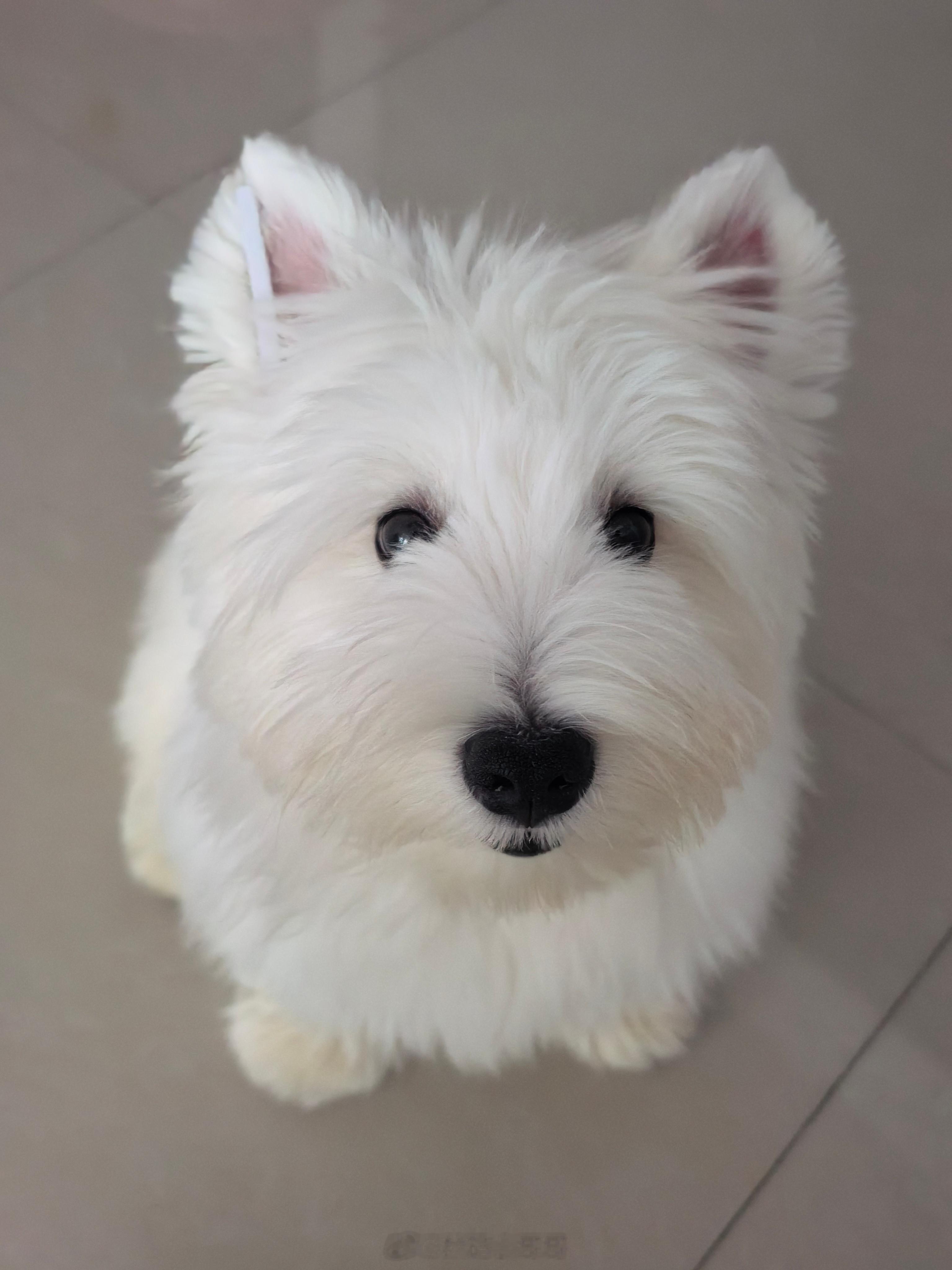 不愧是两万五一只的西高地，好可爱啊[doge][doge][doge] ​​​