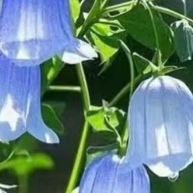 风铃草的日常种植养护秘籍寓意：风铃草象征温柔、健康、感恩、创造力。喜欢它的人富有