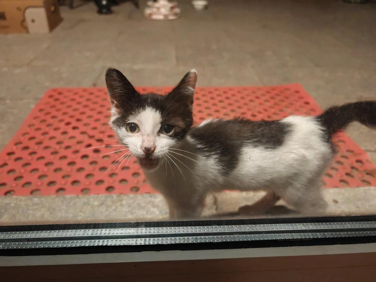 这只碰瓷猫，刚进院子的时候喂了点猫粮，然后就不走了。开始两天还是到点儿回来吃饭，