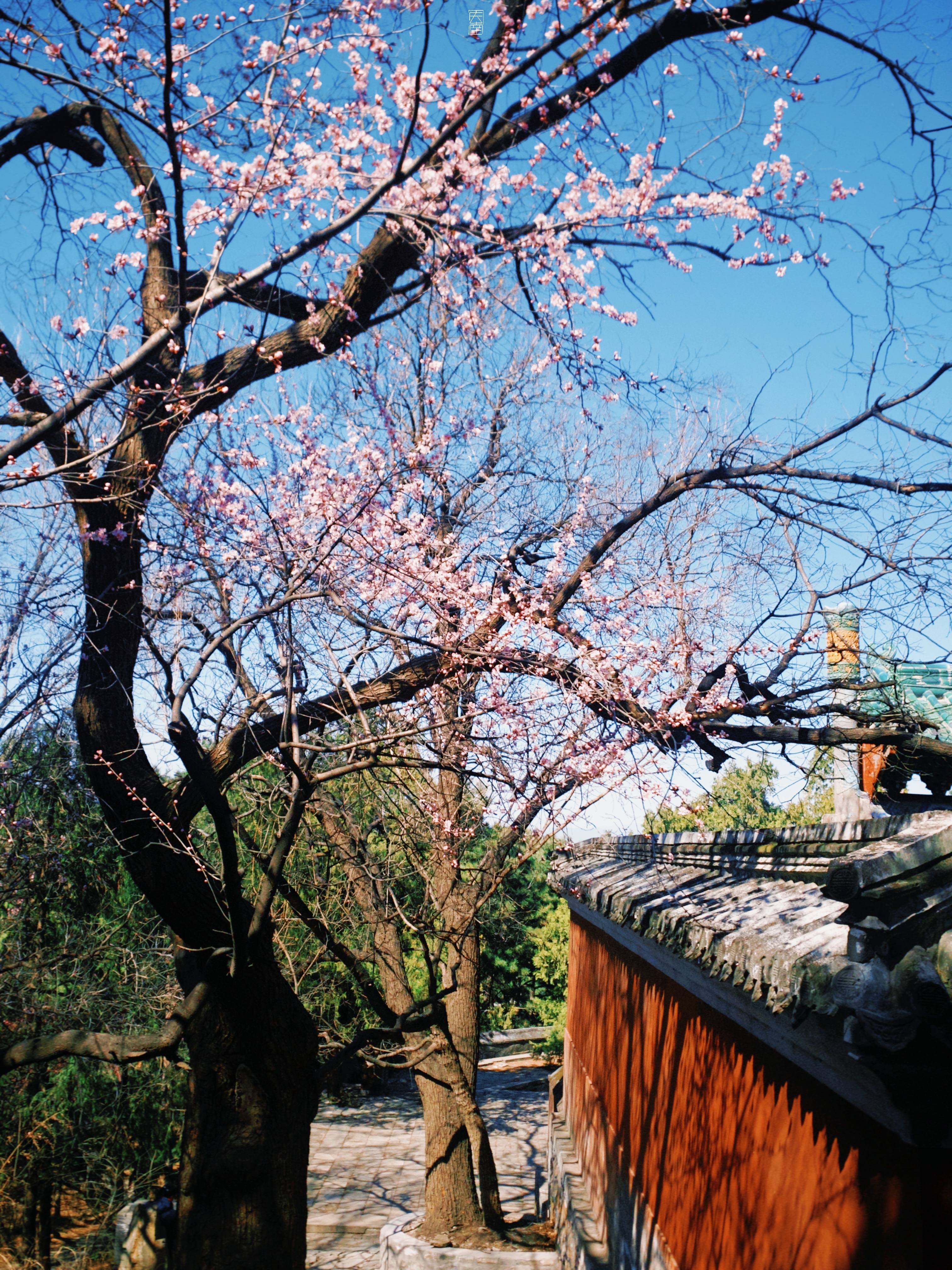 人间多彩  祝我长春🌸【颐和园·2026.3.18】 摄影