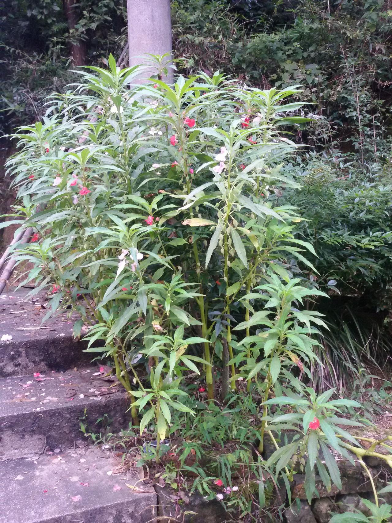 要说最最珍贵的回忆，
对于我来说，那还是14年的暑假，
那年老爸老妈都还健在，