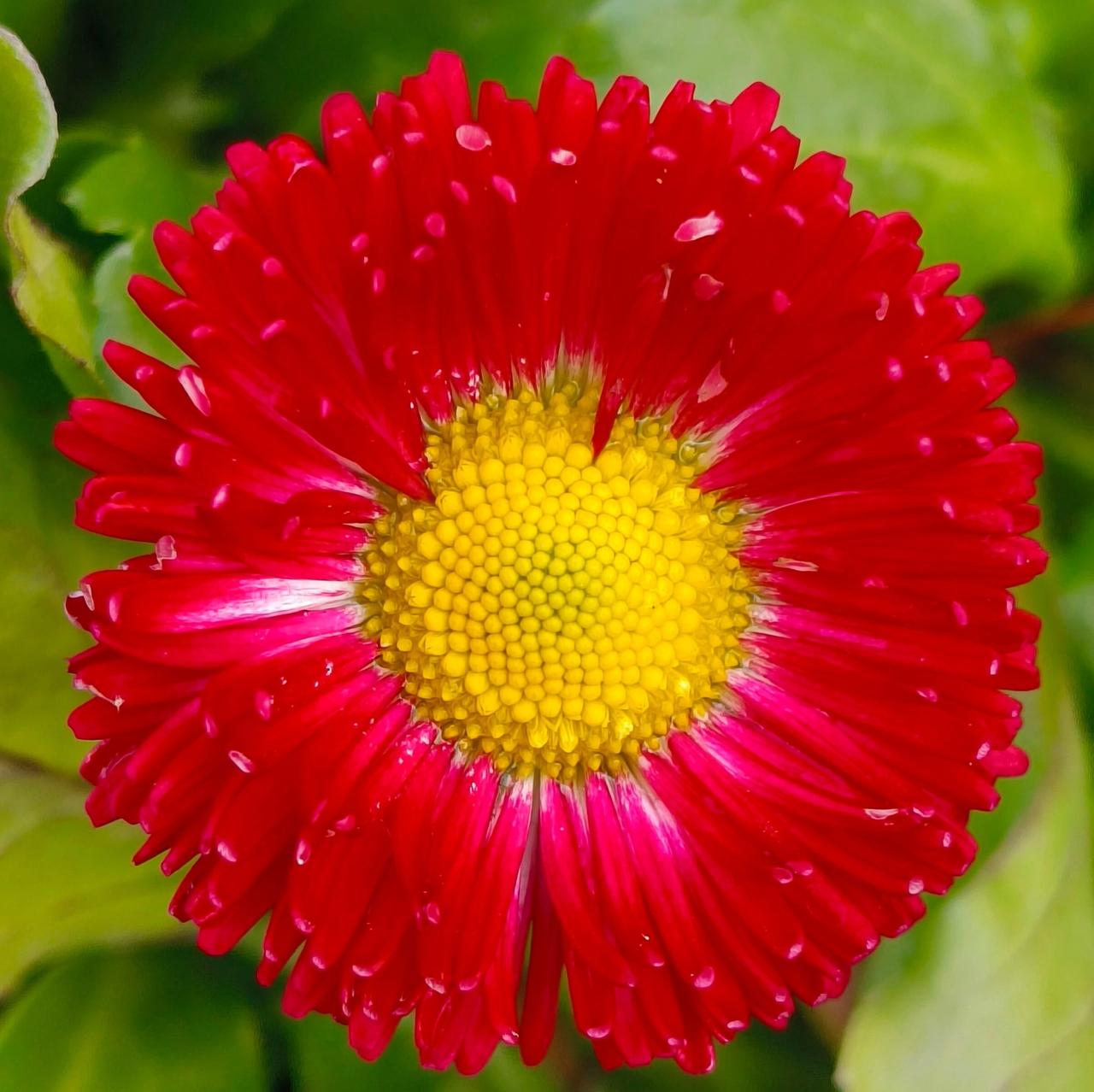 赏花：百花争妍
看图写话：
红艳似火，黄蕊如金
娇艳绚丽，悦目赏心
繁花灼约，瓣