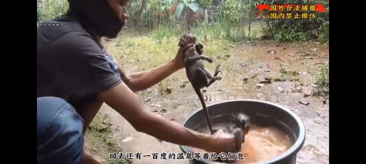 印度人烧烤猴子，在我国绝对判刑。
谁才是文明国家？
一目了然。
据说我国很早有一