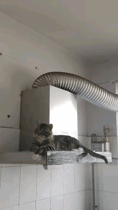 我家的猫咪最喜欢吃红烧鱼，每次家里烧鱼的时候，猫咪就赖在厨房不走。今天中午又烧鱼