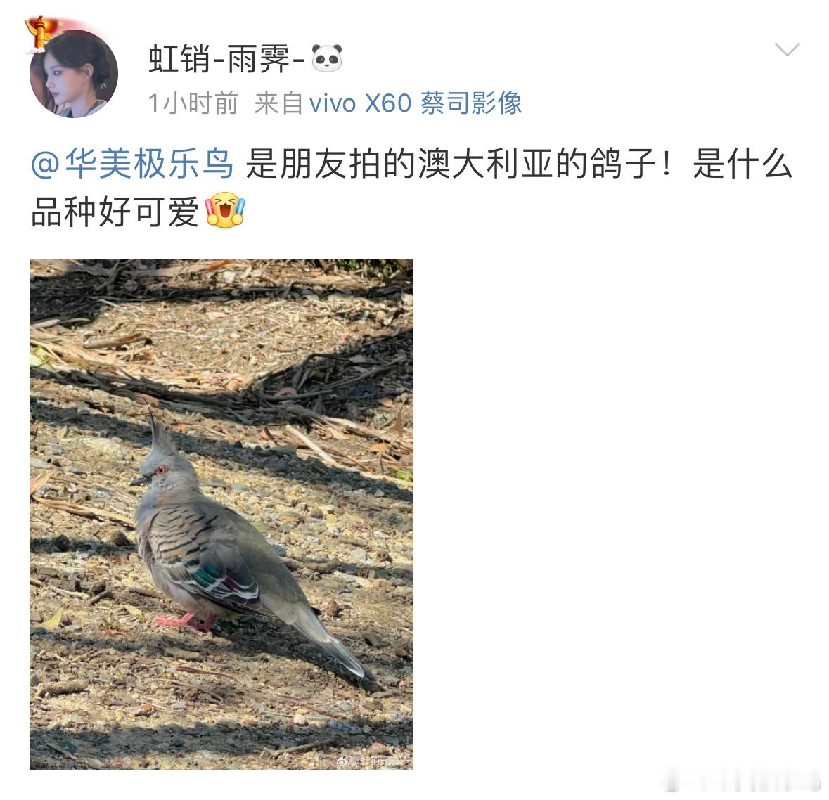 头上有一撮毛毛的【冠鸠】 ​​​