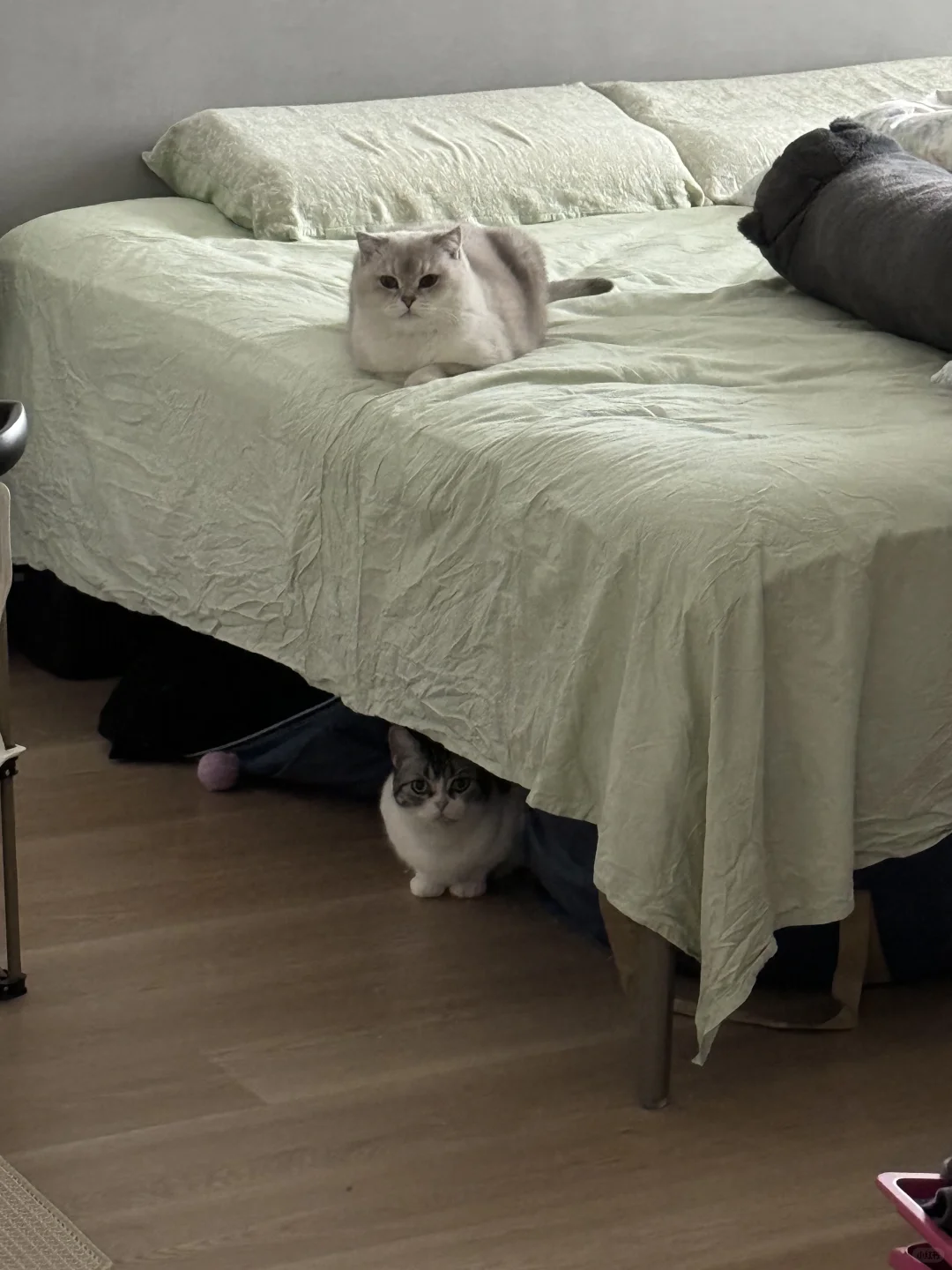 每天早上告别小咪，是我做过最残忍的事