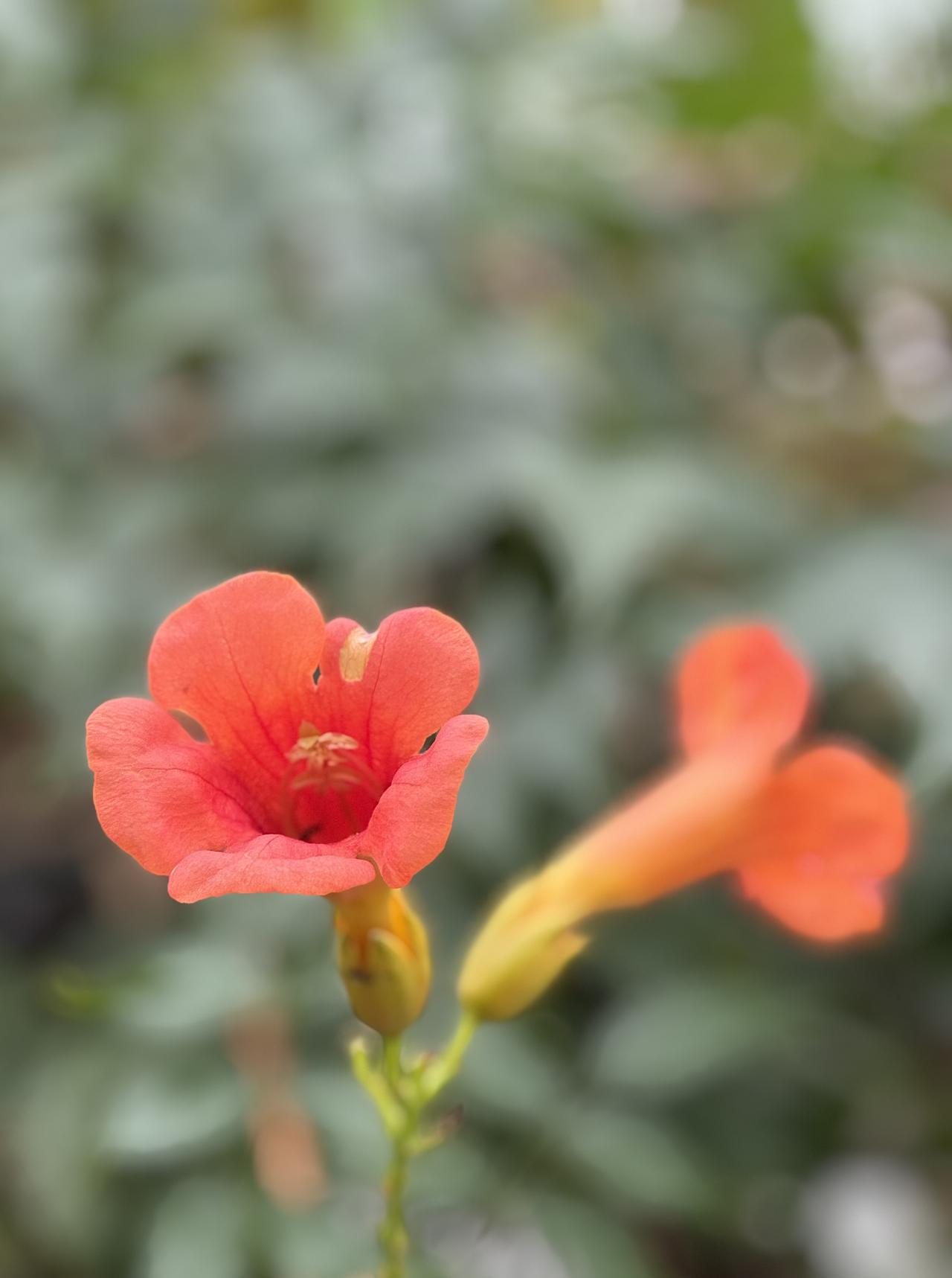喜欢凌霄花吗喜欢！发一徂凌霄花的图片。