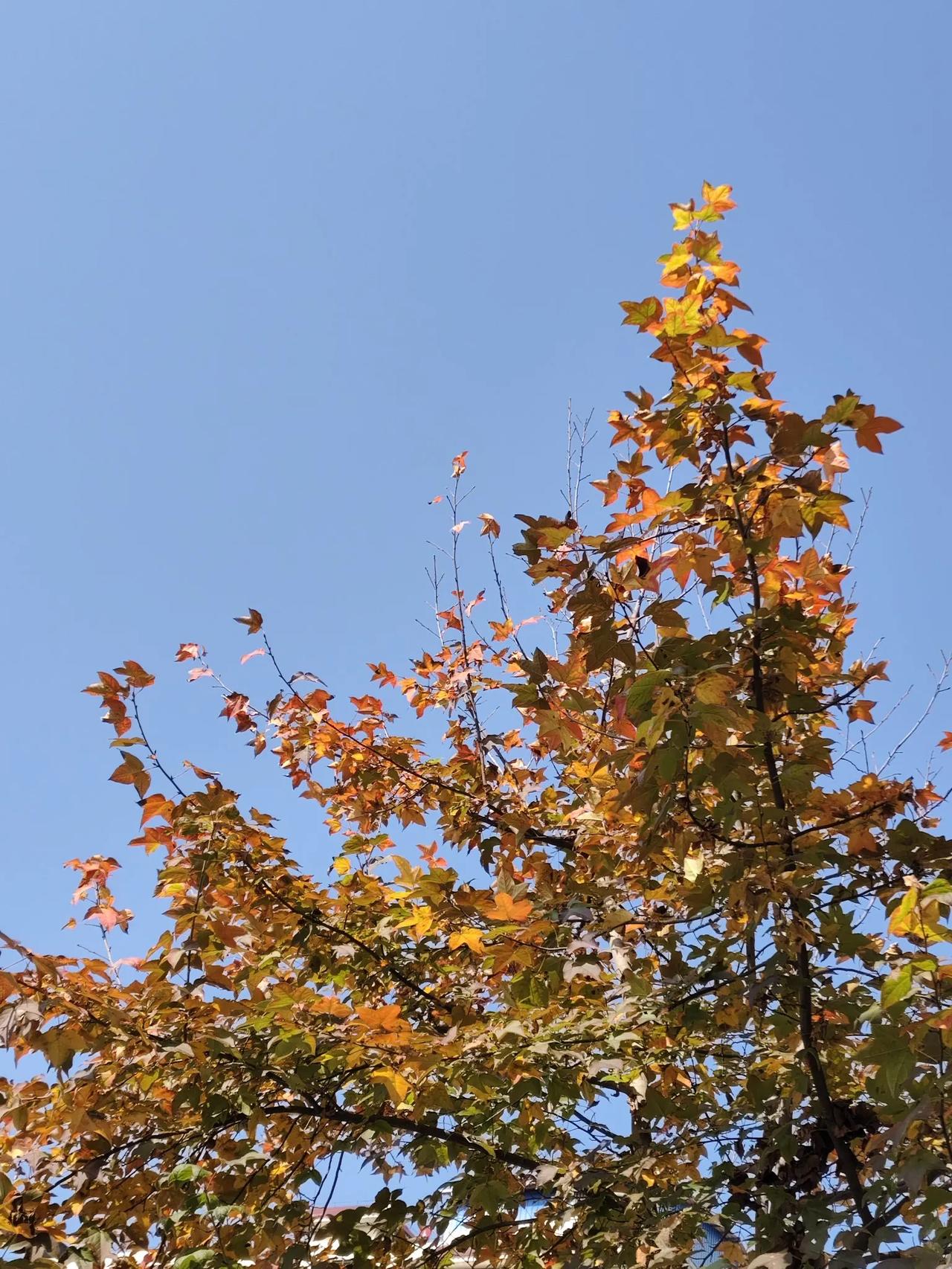 冬日暖阳，树树皆色