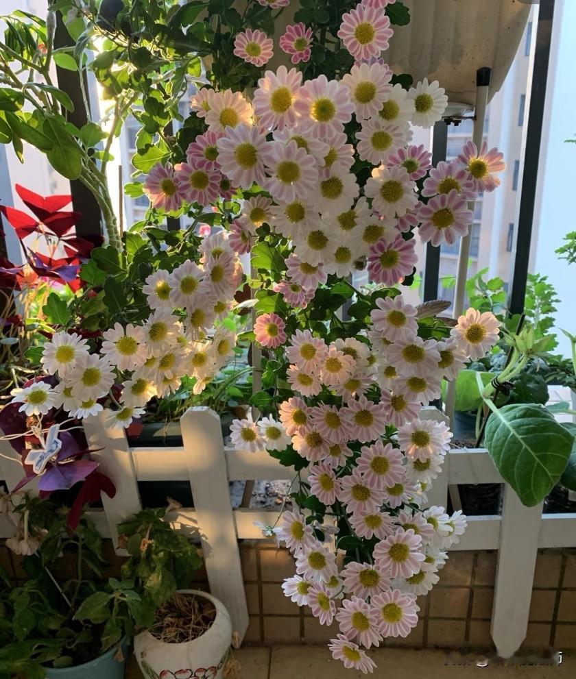吉杏子
垂吊小菊瀑布
鲁一尼