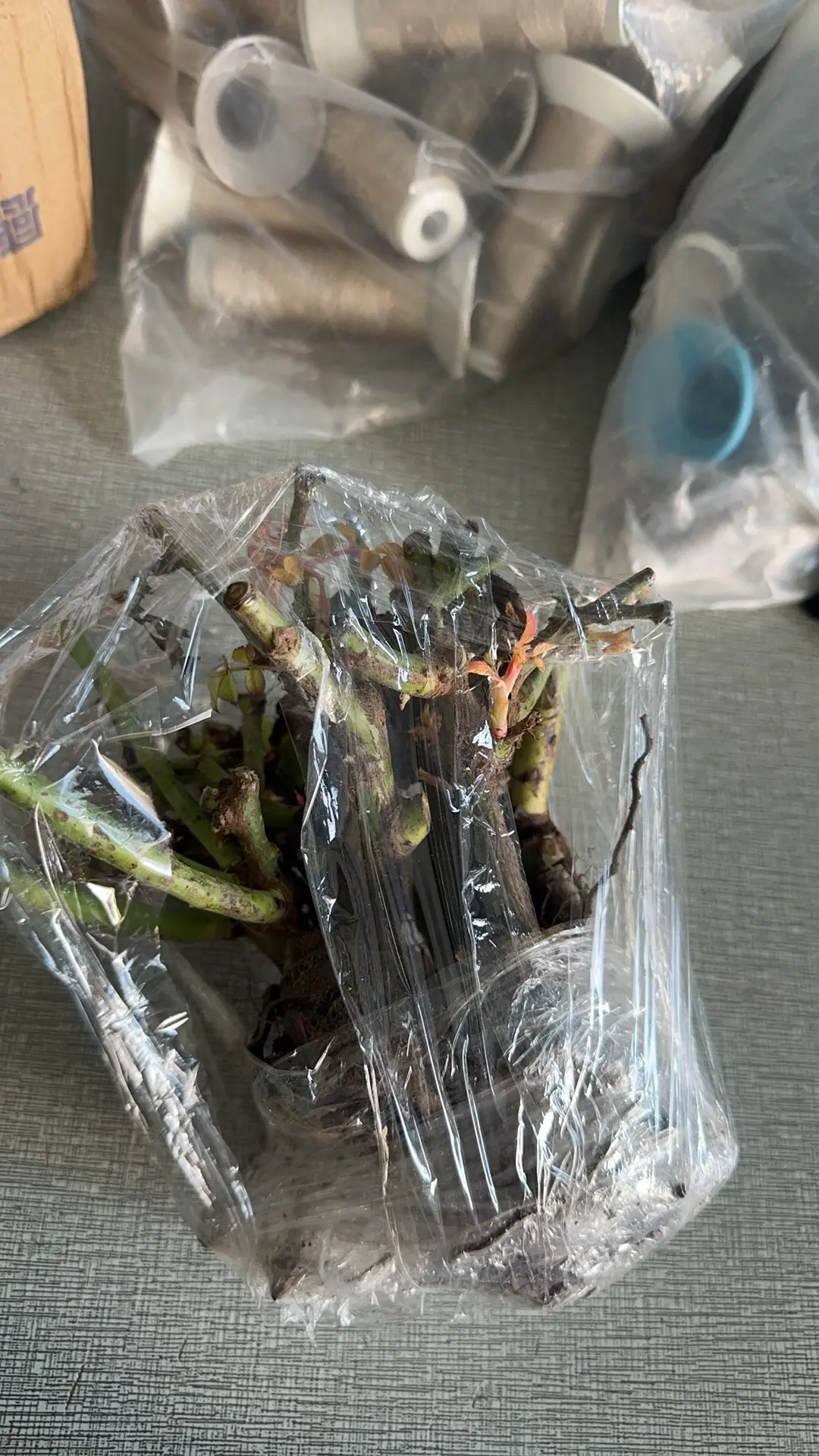 第一次买老桩玫瑰来养。上都说老桩容易假活。这个是种下去3天和8天的对比...