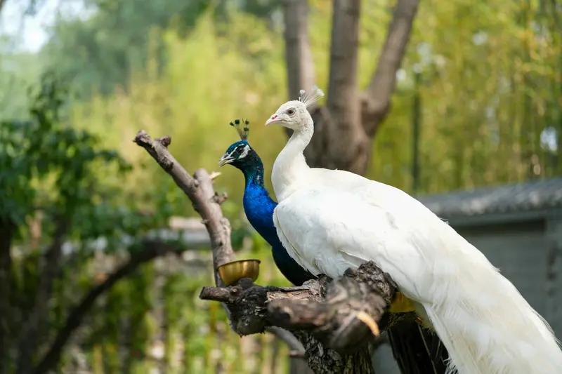 森林里的孔雀嫌日子平淡，羡慕王宫的荣华。

商人便以金笼、蜜露和鲜果为诱，将它带
