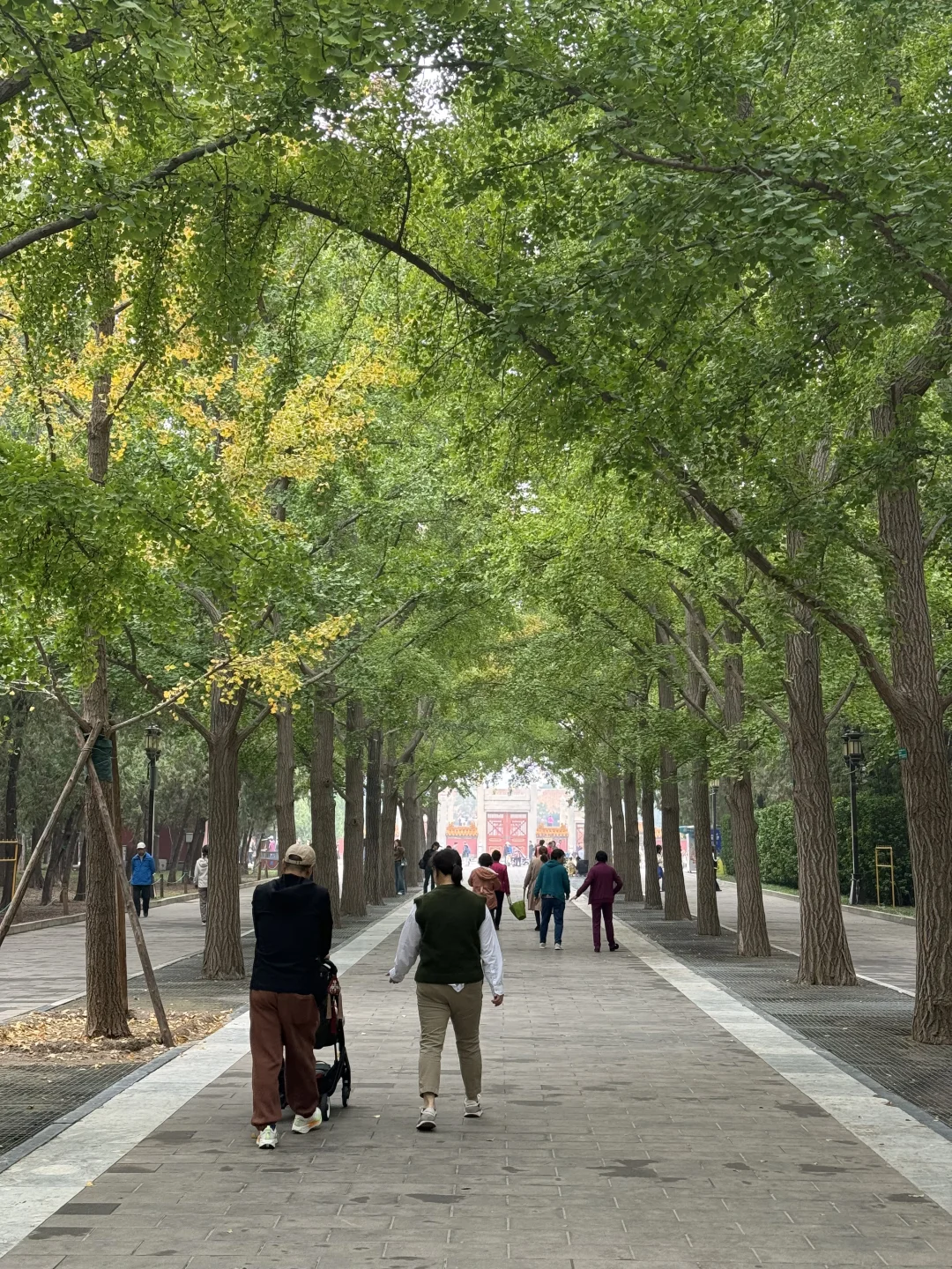 10.22实况，地坛银杏大道，得11月初了