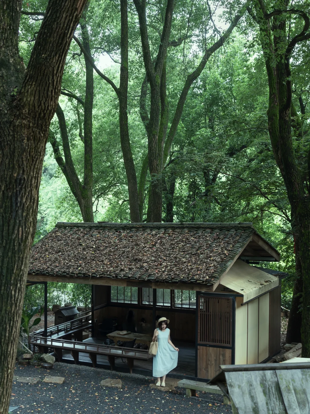 雨后的南郊公园就是现实版的「言叶之庭」🍃🫢