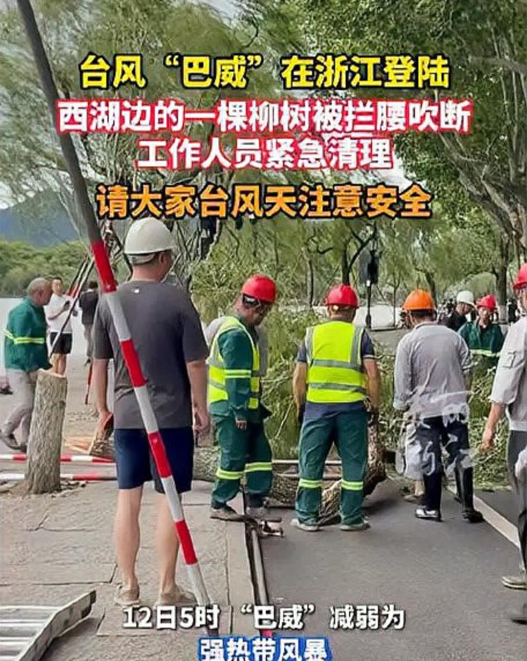 台风“巴威”一夜之间将乐清700多棵大树连根拔起，城市林荫道为何如此脆弱？
20
