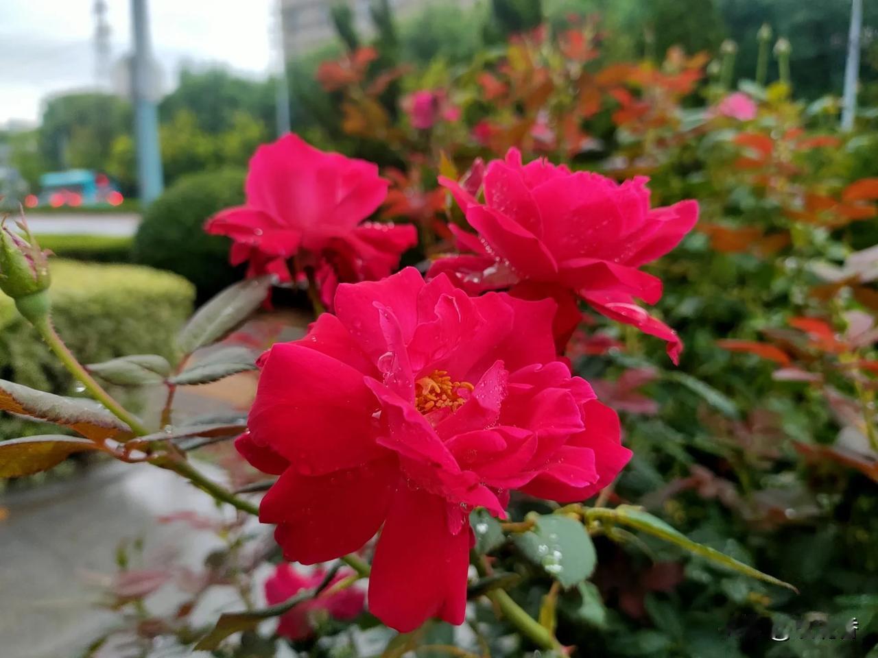 雨后的花朵🌺🌺🌺