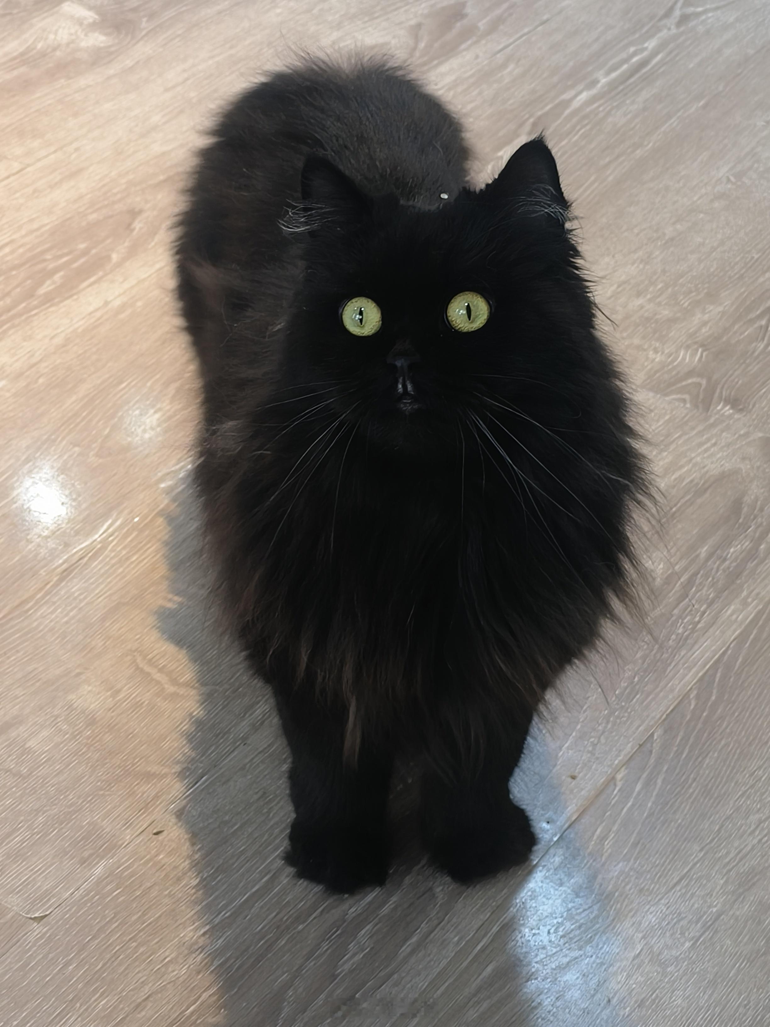 好坏好坏的黑猫🐈⬛ 