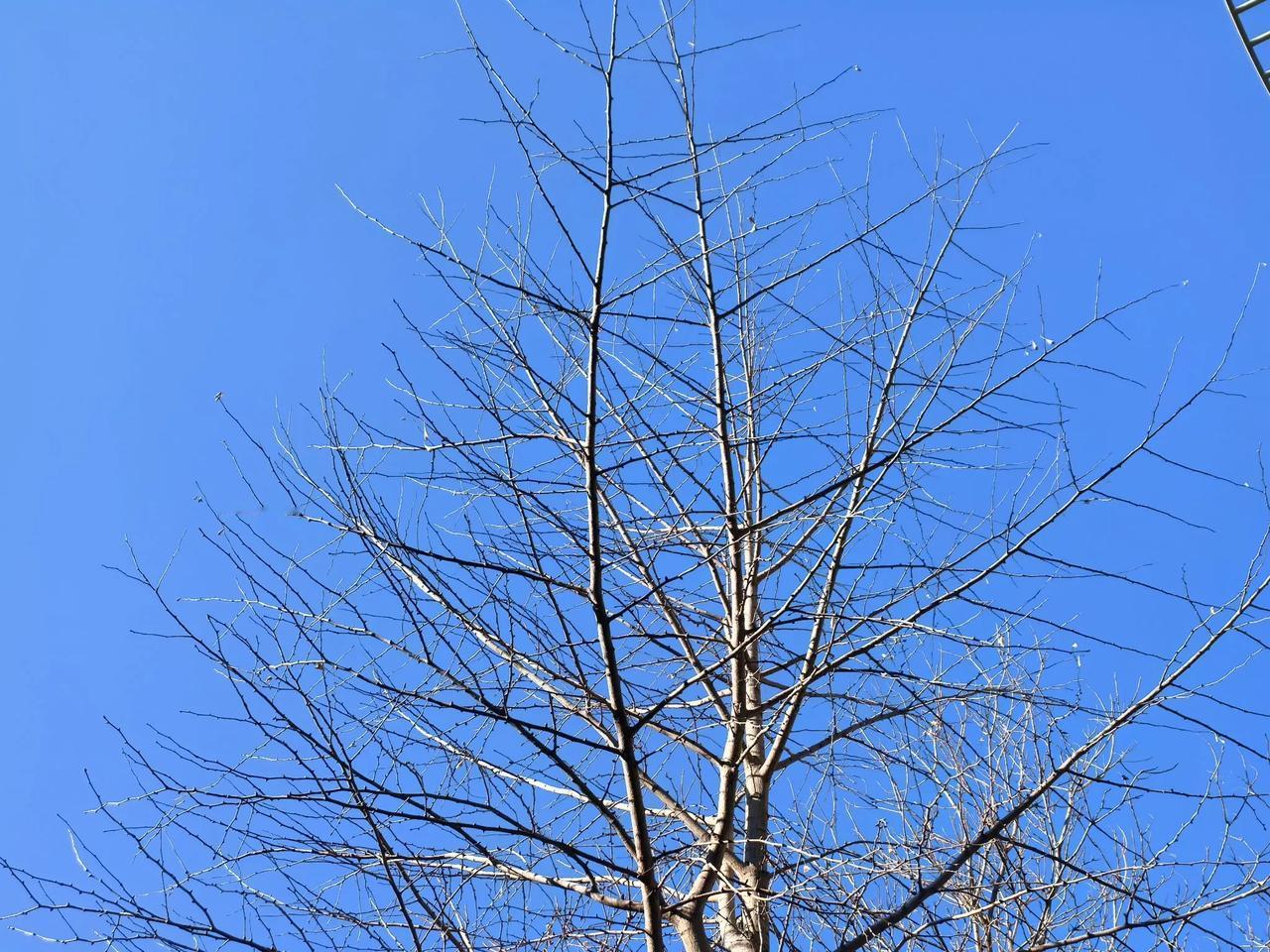 冬日的北京
钟楼暮鼓荡长空，  
灰鸽飞过正阳东。  
胡同风起无人迹，  
远