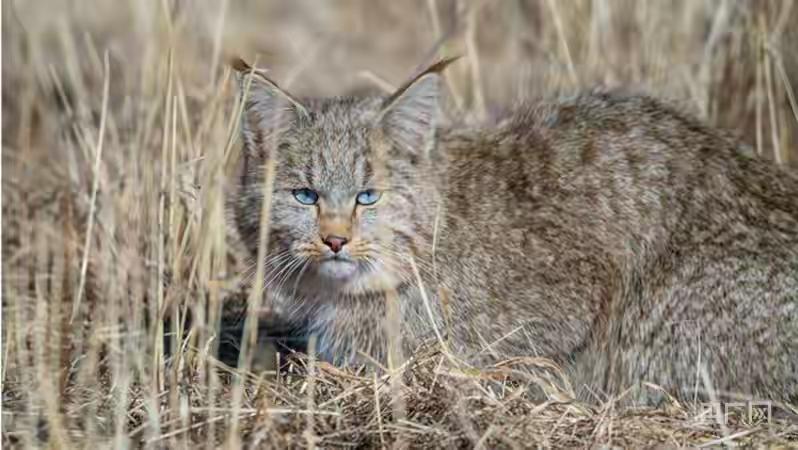 全球仅1只被圈养！2020年受伤截肢后被展出，是我国特有珍稀物种
它就是——“ 