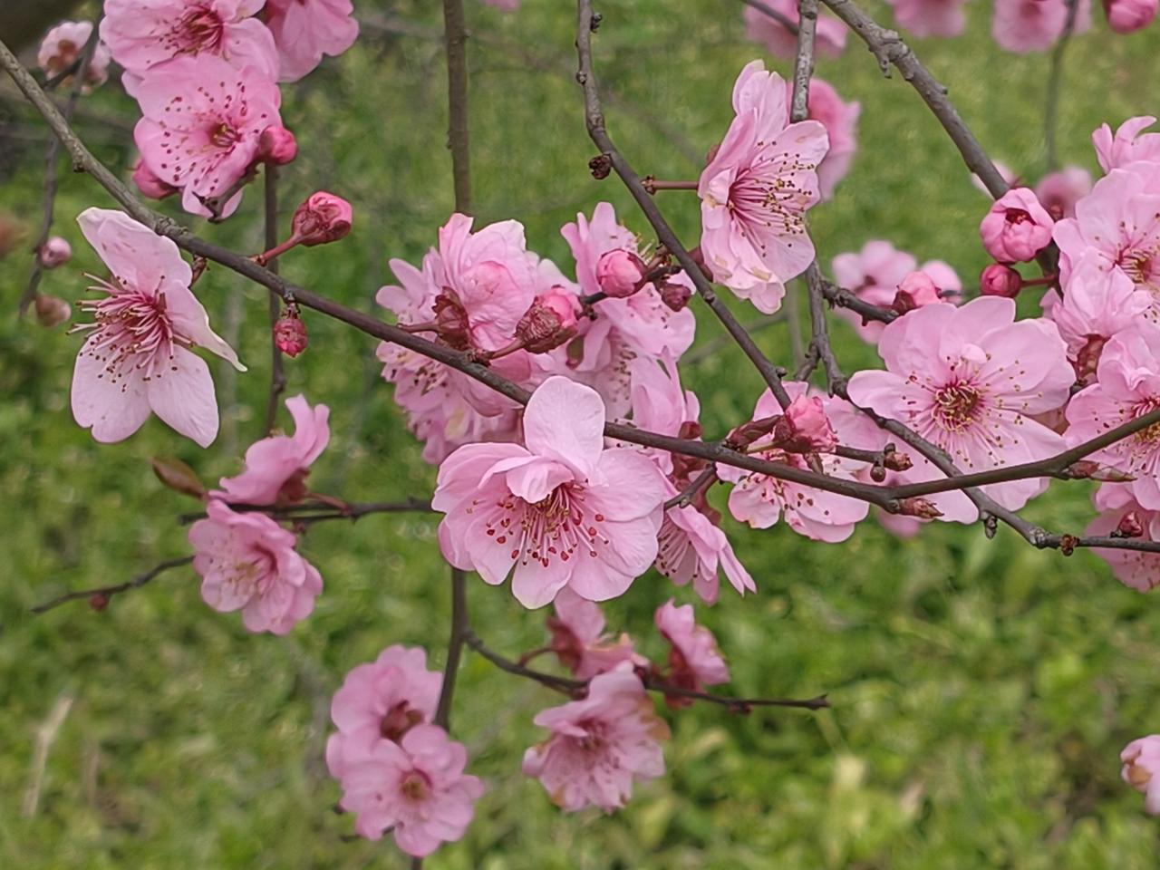 [微风]没有人能对春天抵死不从，
也没有谁比春天更舍得倾囊而出。
 
春风一来，