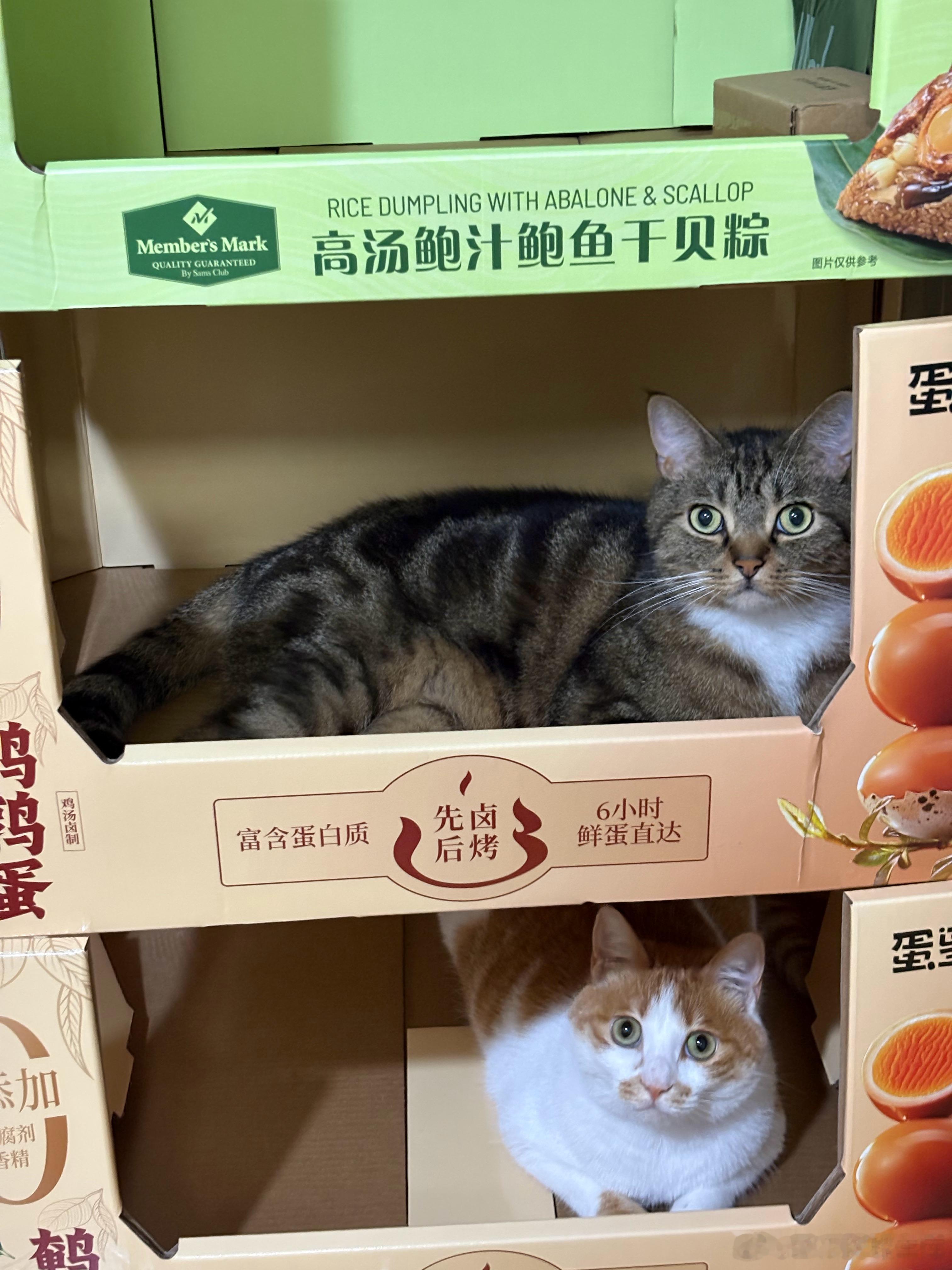 全靠自己努力给三只小咪拿下山姆三层小别墅🏠 武汉