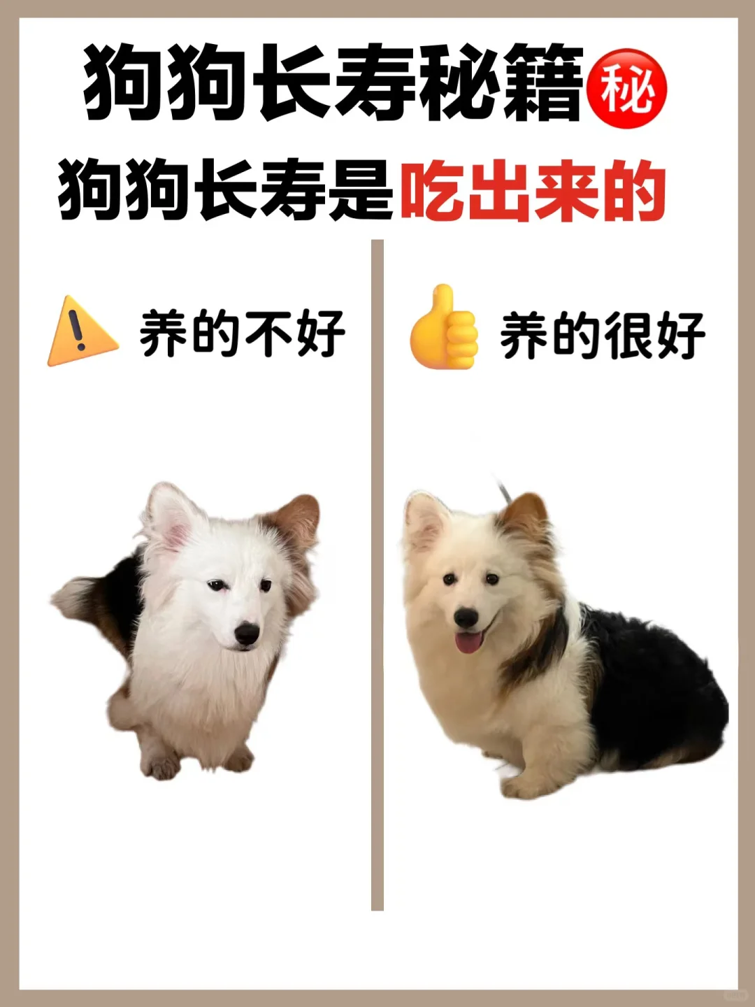 手把手教你养出长寿狗狗！附狗粮分享~