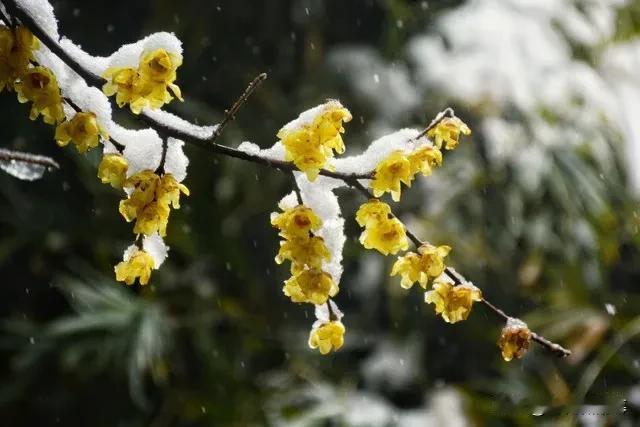 满庭芳
作者：程珌
戊戍上元喜霁，访开桃洞，

去腊飞花，今春未已，迤逦将度元宵