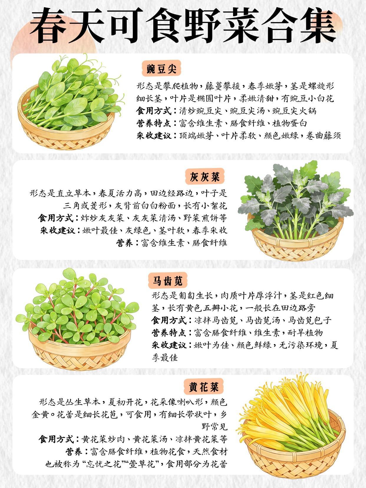 春天必吃的可食野菜宝藏合集，你吃过几个❗ 
