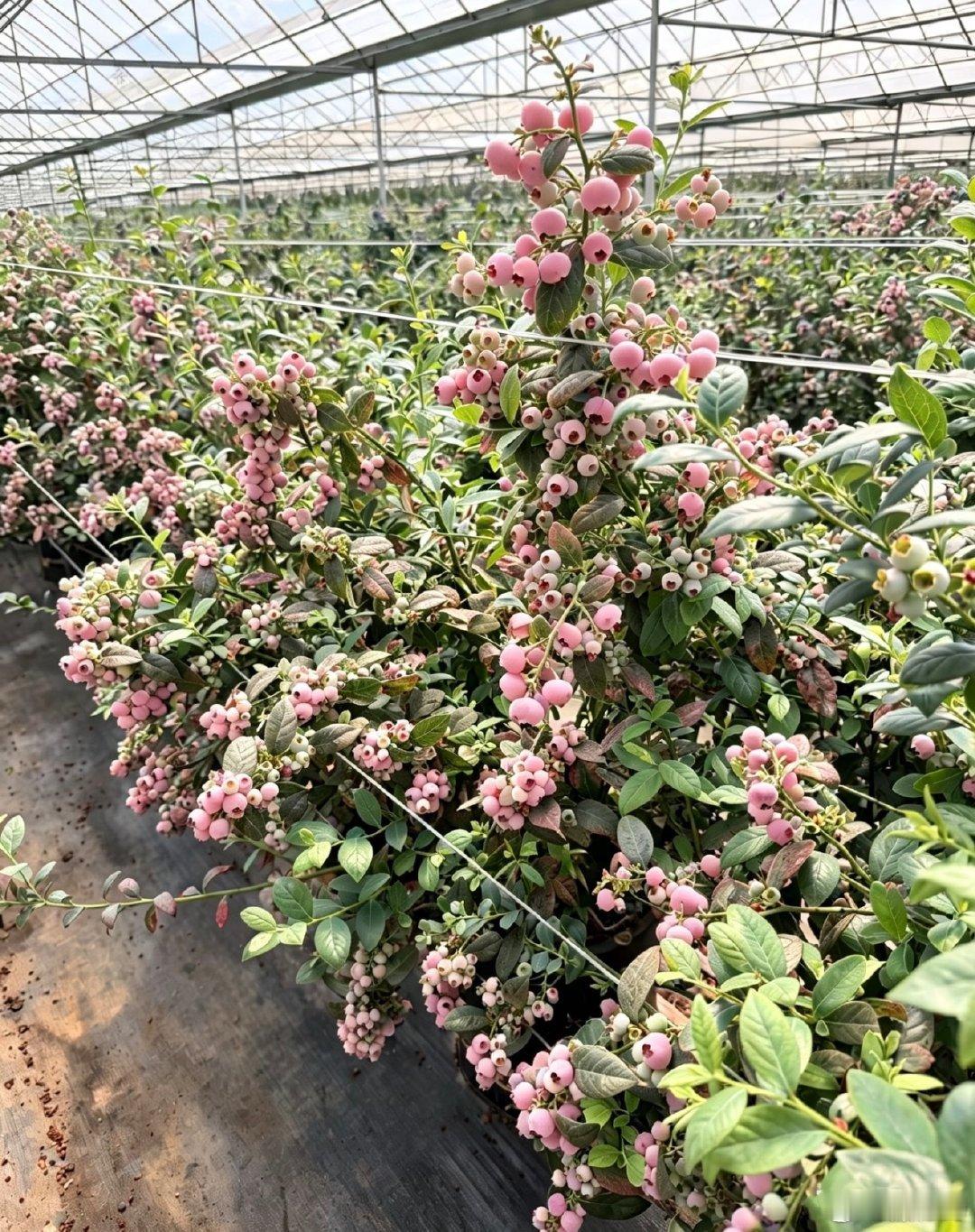 蓝莓出轨，我的妈呀，那以后直接叫红莓吧，看见这个颜色还真有点不敢下口。