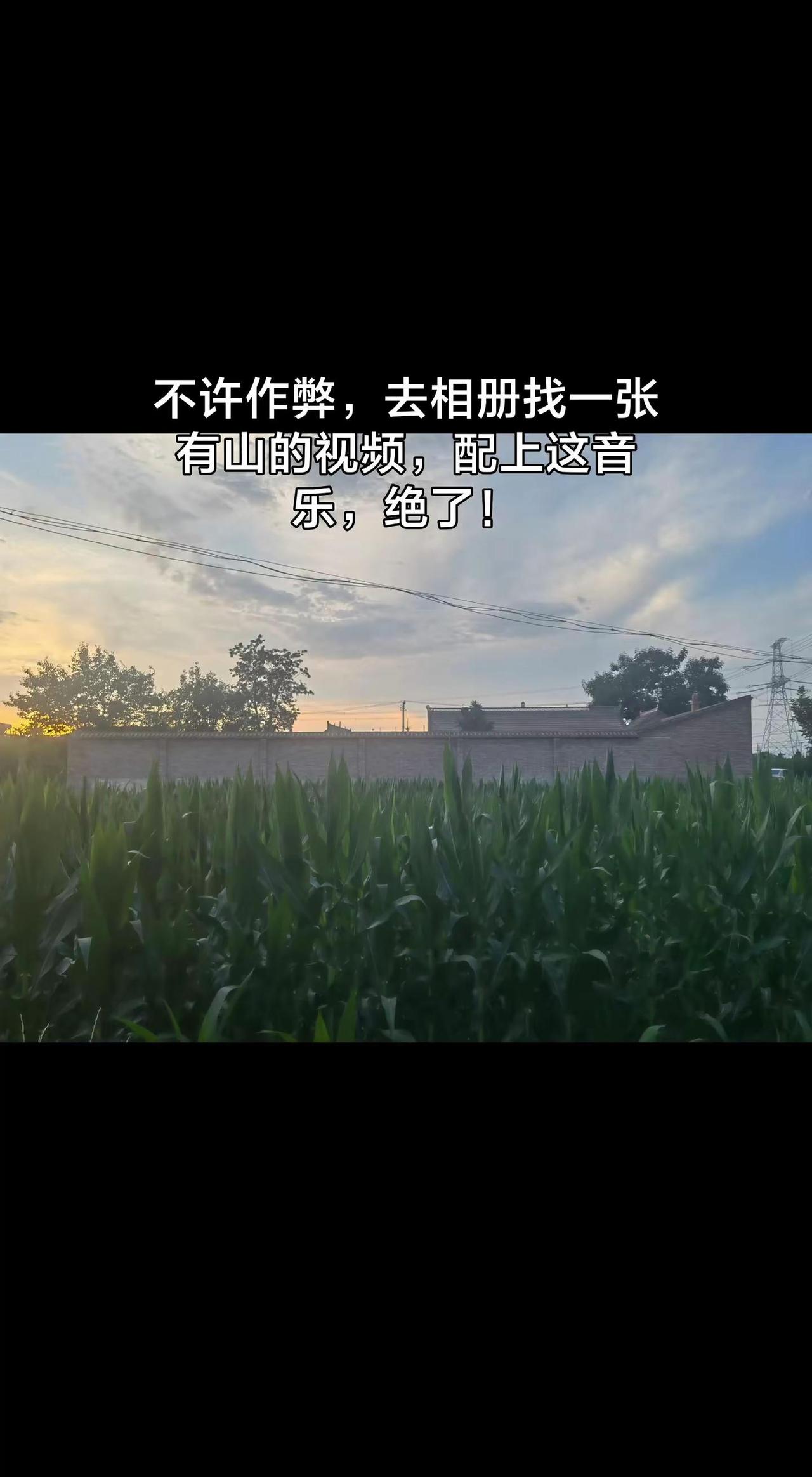 落日抚过玉米田 夕阳下的田间