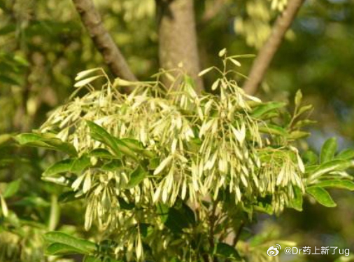 北京协和研发的花粉过敏试剂盒来了过敏需要掌握哪些急救方法过敏星人拯救计划 今天春