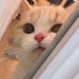 贼香热看科技