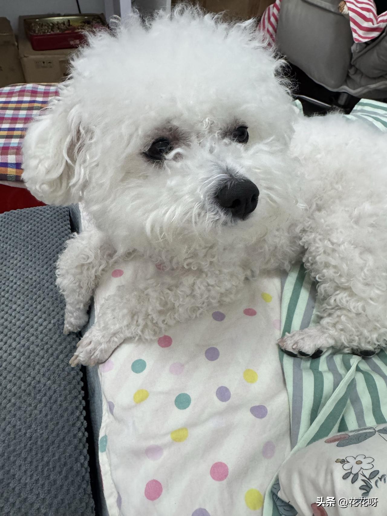 都困啥样了，还在这看着我呢，看见我穿衣服小比熊本来已经很困想睡觉了，看看眼睛都睁