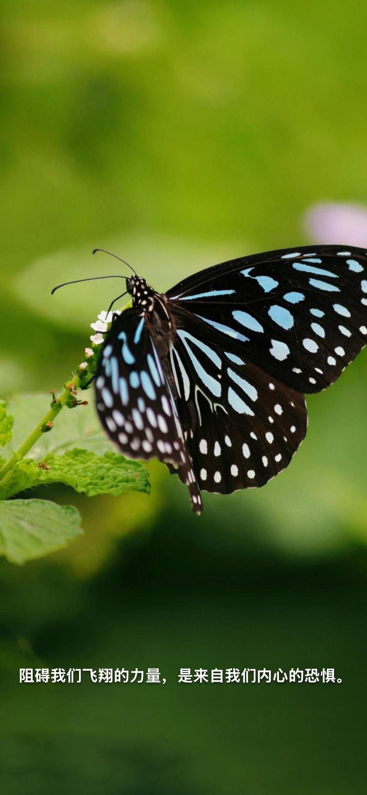 阻碍我们飞翔的力量，是来自我们内心的恐惧。