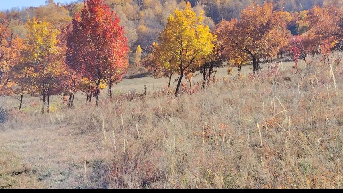 一句话萌化奶奶的心！[害羞][害羞][害羞]

儿子媳妇要出去玩，问小孙子：你和