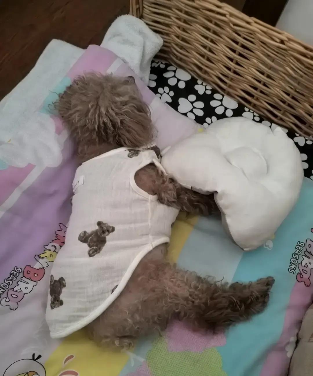 毛孩子最近半年开始夜里漏尿，前天午睡直接拉在垫子上，水碗一天下去不到一半，主人一