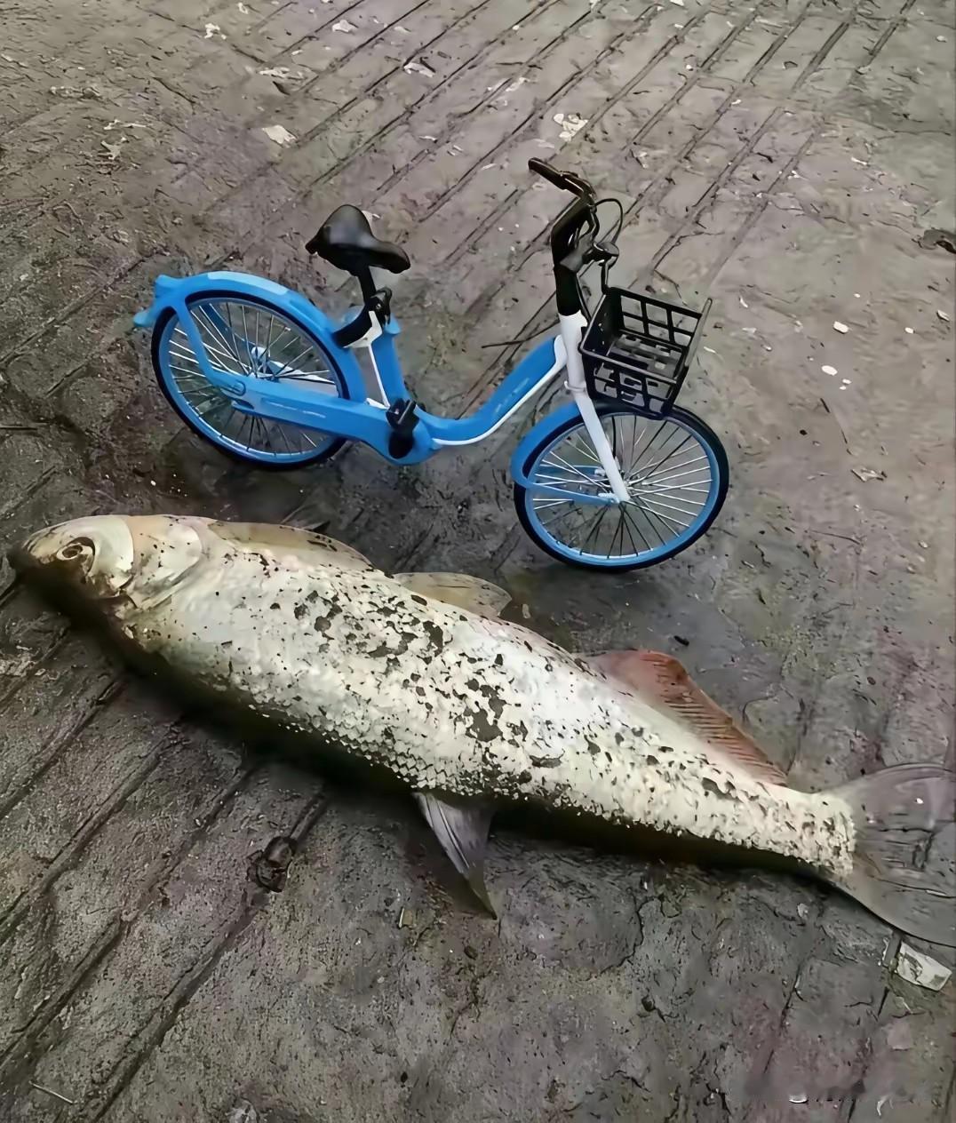 今天的鱼获怎么样[灵光一闪]