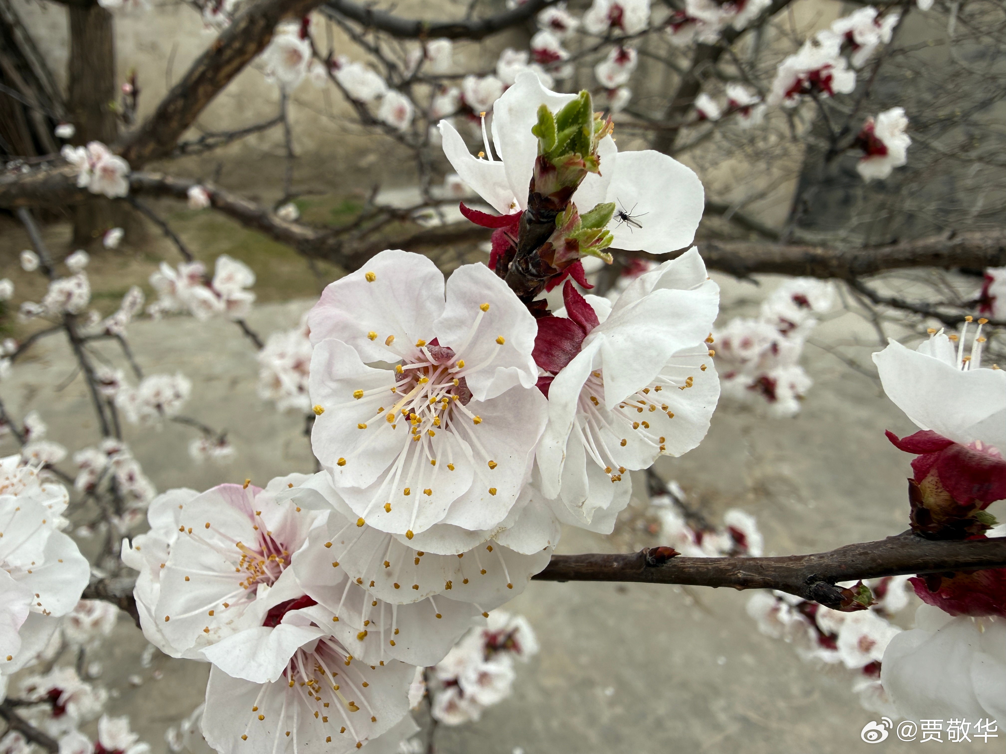 #每天早起打卡# 春天来了，花开了。起床搬砖去！ 