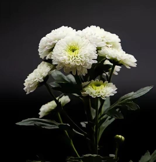 今天家族群炸了锅，就是因为堂七伯父走了，走的悄无声息，整人家族事后才知道什么回事