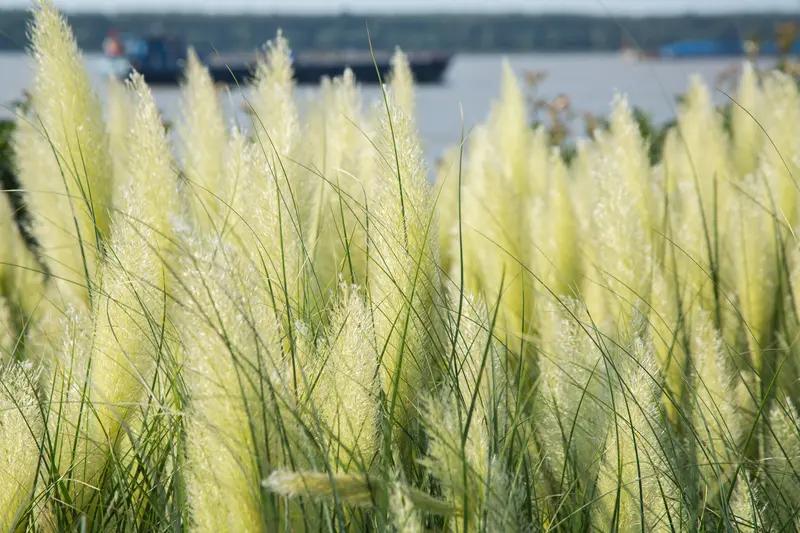 “馨漪婉风”所作的这首《七绝 故梦情深》韵味十足。“江波炫彩近黄昏，广宇流霞隐雁