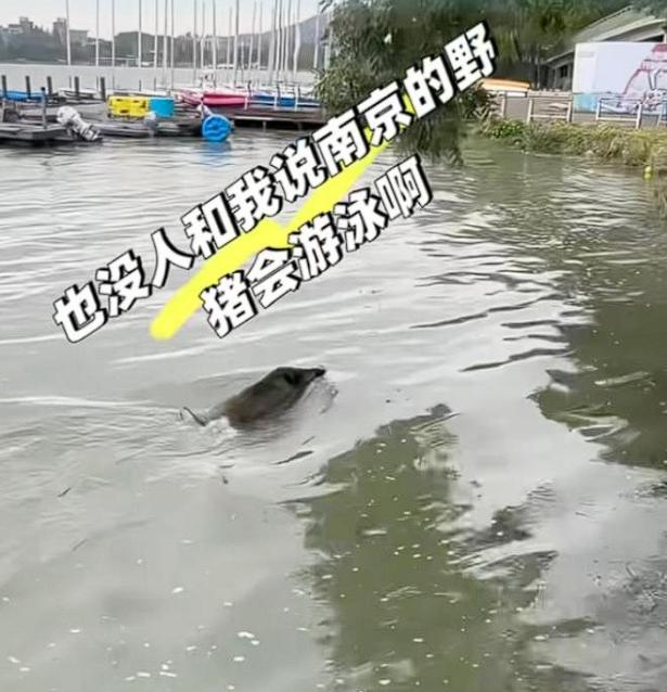 「猪会不会上树不知道，但真的会游泳」“玄武湖的“不速之客”——野猪横渡记”在南京