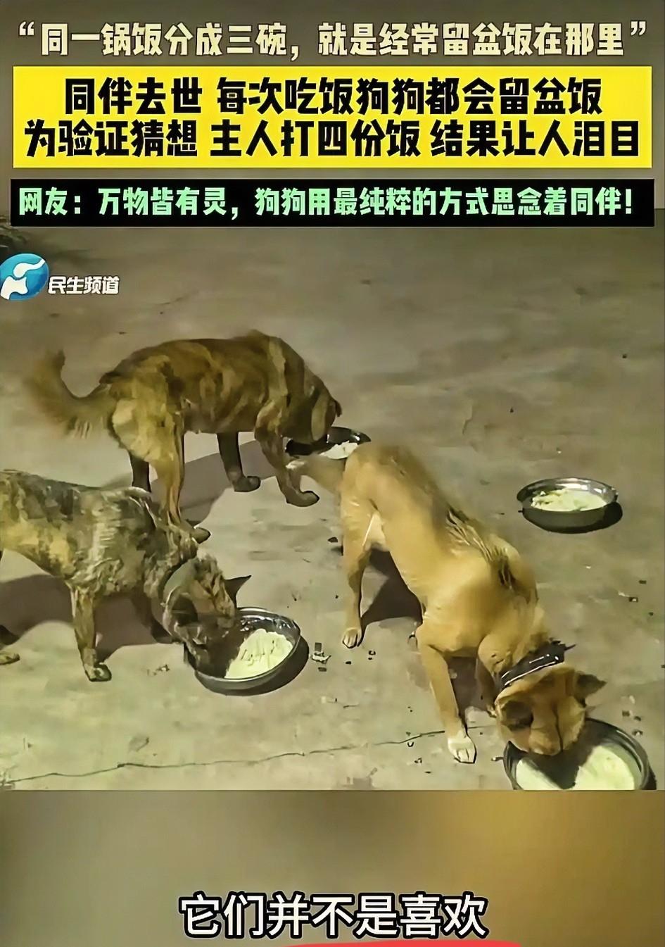 太有灵性了！西安晚报 5 月 11 日暖心报道，成都陈女士家原本养了四只狗狗，小