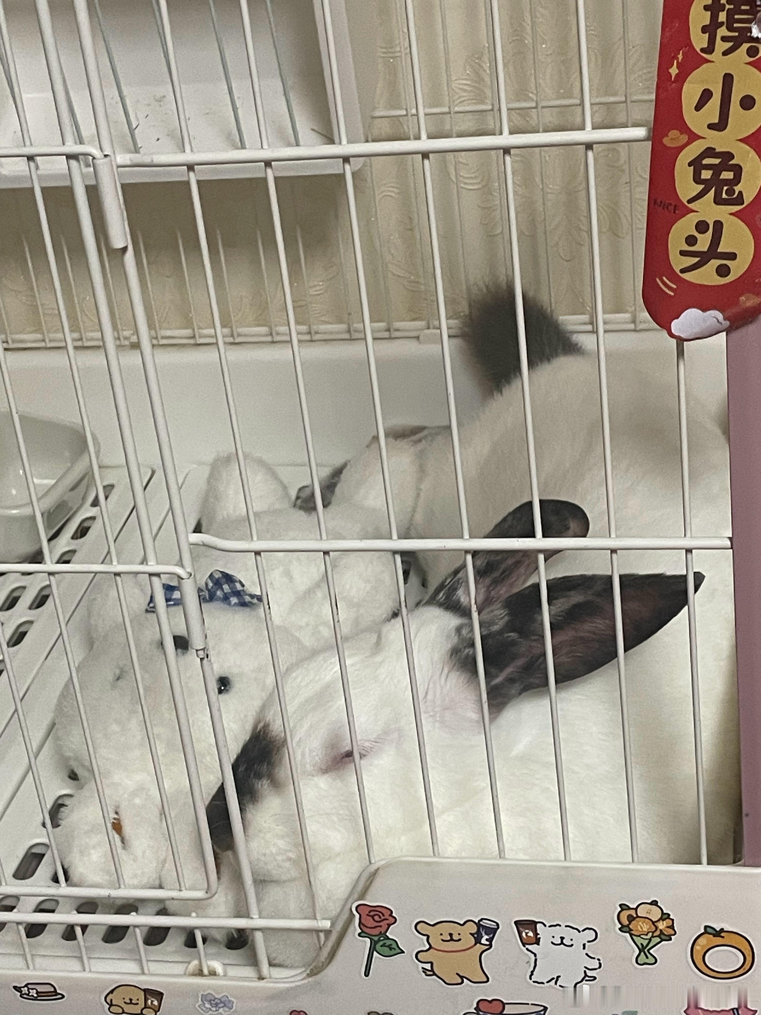 萌宠 睡醒了肚子疼，拉粑粑，拉完粑粑又躺下了是吧