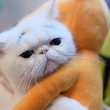 大懒猫爱品