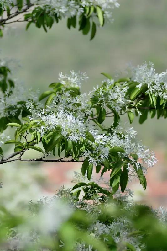 馨漪婉风所写的这首《七绝•流苏缀雪》韵味十足。“草木流青四月天”这句，瞬间将人引
